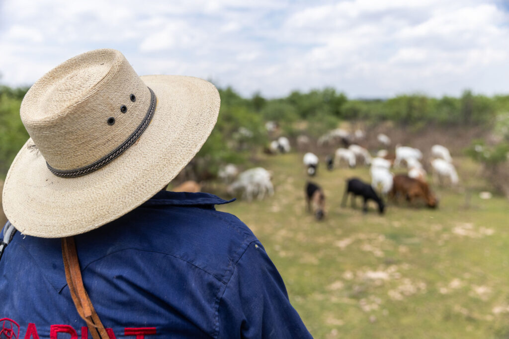 Sr. Delgado with goats