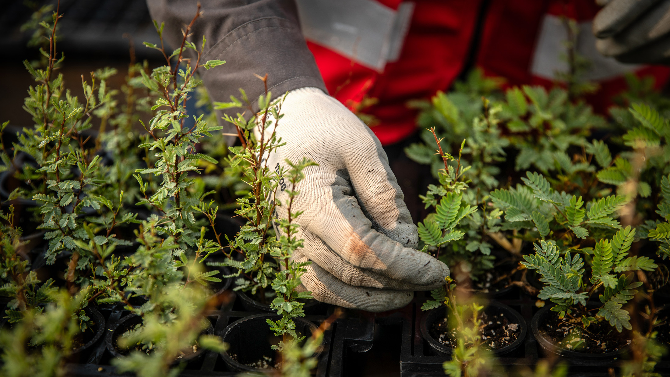 Sus Portal Hero Copy